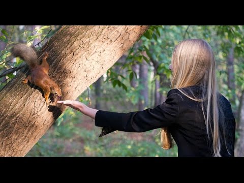 Видео: Белки и бешенство. Почему грызунов опасно кормить?