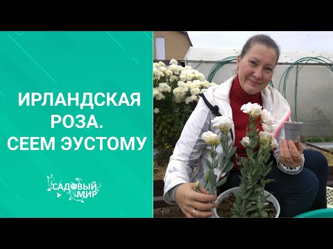 Видео: Эустома - НЕ  капризна, а ОЧЕНЬ красива. В октябре сеем семена ирландской розы для выращивания дома