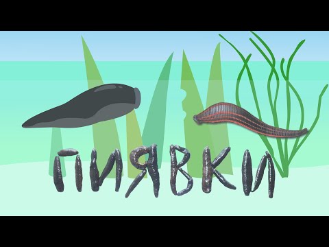 Видео: Пиявки: врачи-вампиры | Познавательное видео про пиявок | Удивительный мир беспозвоночных