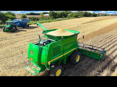 Видео: Начало уборки сои (рекордная урожайность)