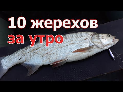 Видео: ПРИМАНКА №1 ПО ЖЕРЕХУ! Жерех в бурлилках. TsuYoki Loom 40s, MM Swim Minnow 44, ZipBaits Raphael 45s