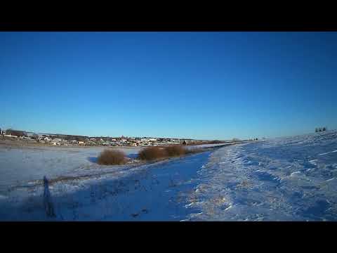 Видео: Подъем зайца с лёжки гончими. Ушёл невредимый.