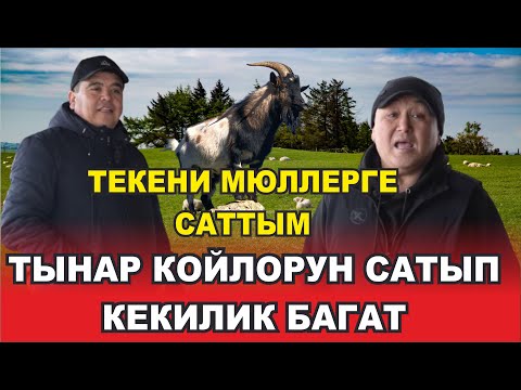 Видео: ТЫНАР БОРОНЧУ ТАМАШАНЫ ЖАРЫПТЫР. БУТУ ТУШАЛГАН КОЙ КИМ ЭКЕН ЭЭ))