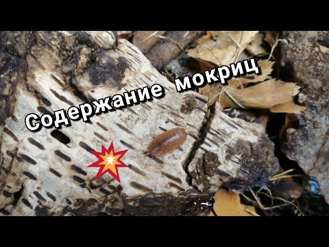 Видео: Содержание мокриц на примере Porcellio lаеvis "Orange" | Экзотические домашние питомцы