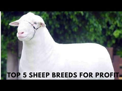 Видео: Пять самых прибыльных пород овец
