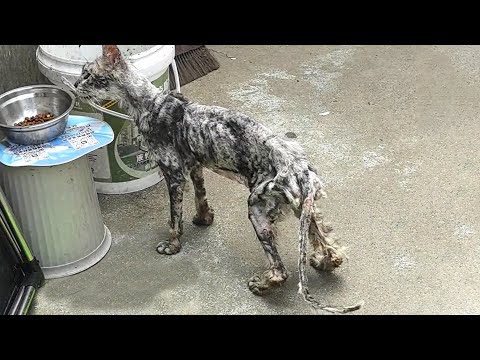 Видео: Бездомный кот весь в ранах, худой как кость и никогда не получал любви.