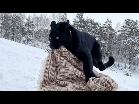 Видео: К нам вернулось тепло! Пантера Луна рада😁 😁