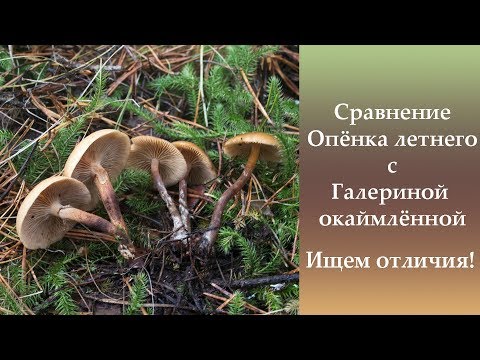 Видео: Сравнение Опёнка летнего и Галерины окаймлённой. Ищем отличия!