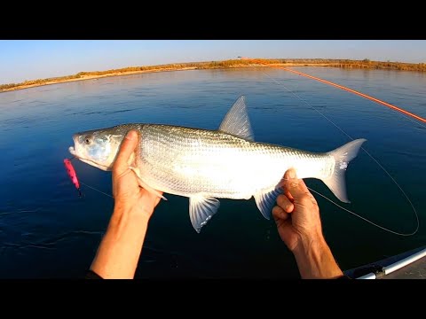 Видео: осенний жерех на реке Или.