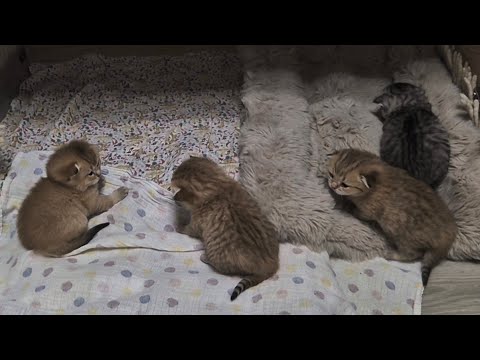 Видео: Котята идут на блины 😊