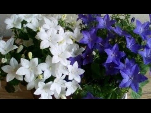 Видео: Кампанула или Жених и Невеста. Обзор и черенкование.