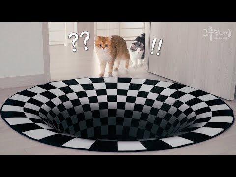 Видео: Забавная реакция кота на встречу с 3D ковриками.