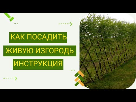 Видео: Простая инструкция по плетению изгороди из ивы. Сможет каждый!