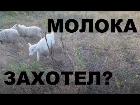 Видео: Где и как пасти коз. Выпас коз по уму.