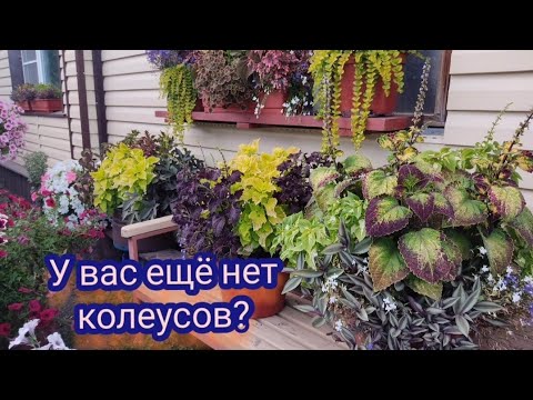 Видео: Колеусы. Мои первые миксы. Ошибки и промахи