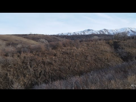 Видео: Коллективная охота на фазана, охотничье хозяйство Каракастек.