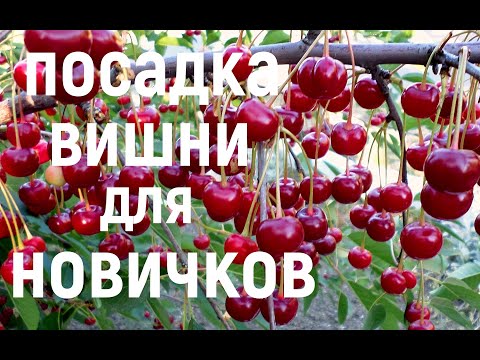 Видео: Посадка ВИШНИ для НОВИЧКОВ! Дьявол кроется в деталях!