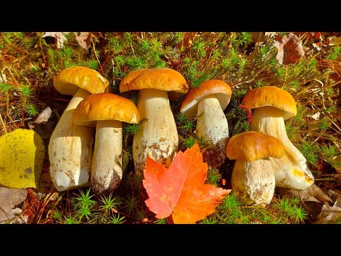 Видео: Білі гриби в жовтні