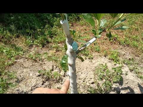 Видео: Развитие присадки и грижата за тях, част 2