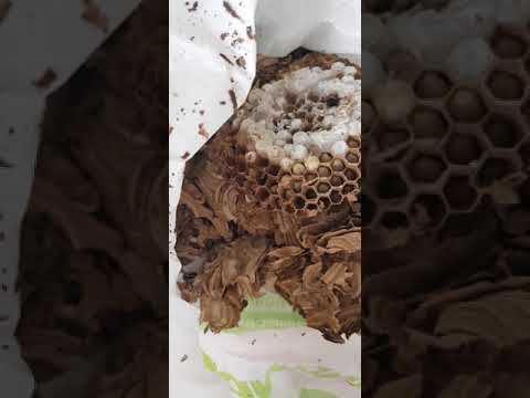 Видео: Шершни, уничтожение гнезда на чердаке.