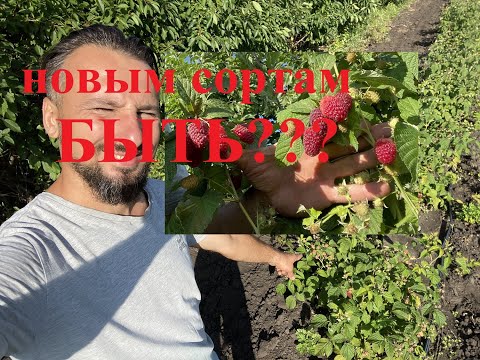 Видео: Новые сорта малины- голосуем за лучшего.