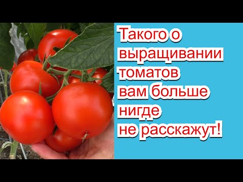 Видео: Как выращивают томаты настоящие агрономы- нам есть чему поучиться!