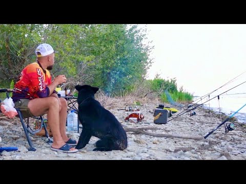 Видео: ПАЛКУ В ДУГУ И ПОТАЩИЛ В ТРАВУ рыбалка на сазана летом