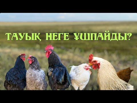 Видео: Тауық неге ұшпайды?