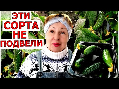Видео: Лучшие сорта для выращивания огурцов зимой . Я угадала и всё сошлось