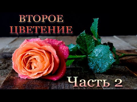 Видео: Начало второго цветения🌹✓Часть 2✓🌹24 розы в обзоре!❤️🦋