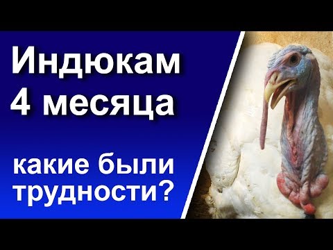 Видео: Индюки 4 месяца