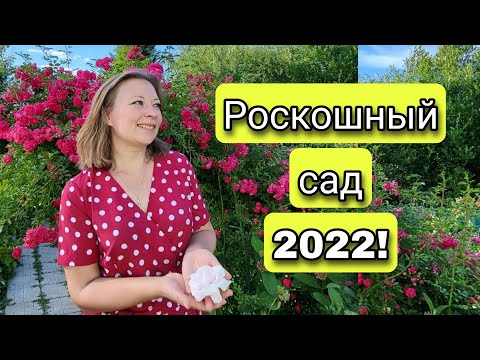 Видео: Цветущий сад в июле 2022 | Сказочный сад по Вашим заявкам | Что цветет в июле