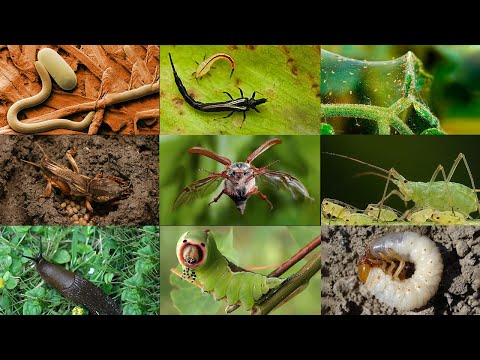Видео: Методы борьбы с насекомыми: медведка, хрущ, короед, тля, нематод, щитовки, трипс, червец, совка ...
