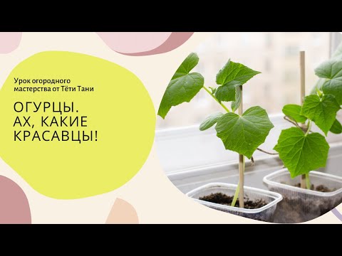 Видео: Огурцы. Просто красавчики...