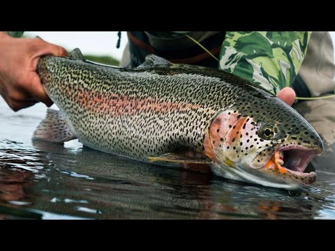 Видео: Հրեշ իշխանները Հայաստանում 2025/ Форели-монстры в Армении 2025