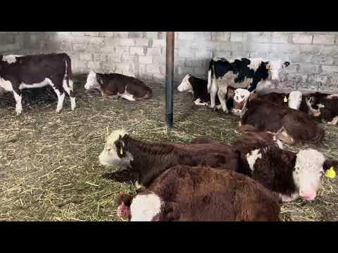 Видео: В поисках КРС для откорма