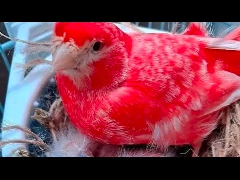 Видео: 7.Iyun Кара камиш канарека бозори 🔥