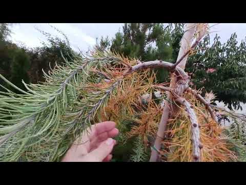 Видео: Осінні барви. Як рослини виглядають на 20 жовтня 2025р.