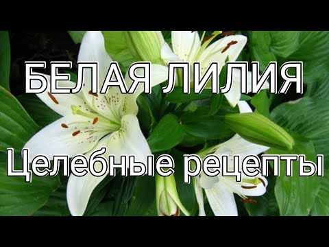 Видео: ЦЕЛЕБНЫЕ РЕЦЕПТЫ БЕЛОЙ ЛИЛИИ ! ЛЕЧИМ СУСТАВЫ,ТРЕЩИНЫ НА ПЯТКАХ, ОЖОГИ И ДРУГОЕ !