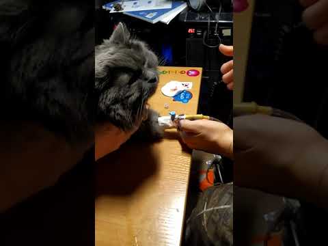 Видео: Как поставить капельницу кошке