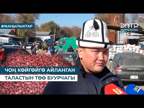 Видео: ЧОҢ КӨЙГӨЙГӨ АЙЛАНГАН ТАЛАСТЫН ТӨӨ БУУРЧАГЫ