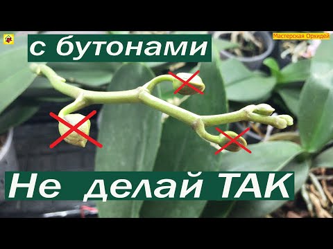 Видео: Не ДЕЛАЙ ТАК! Если хочешь СОХРАНИТЬ ВСЕ БУТОНЫ на орхидее!  3 главных НЕТ