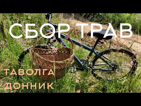 Видео: Сбор трав в середине июля 2021
