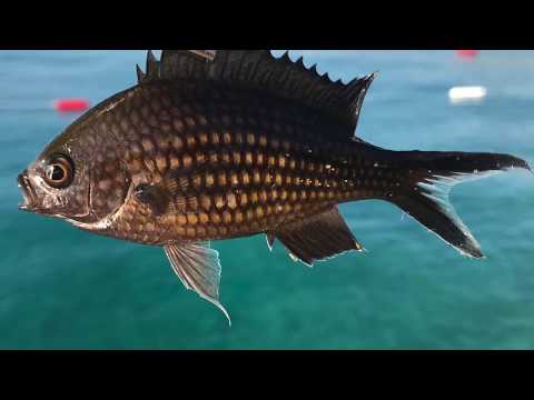 Видео: Турция. Воблеры. Рыбалка с берега