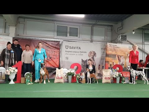Видео: 18.10.2025, СПб. Клуб "Олимп-1" (РКФ, РФСС). Выставка собак "ОСЕННИЙ ЗВЕЗДОПАД" (САС, ЧРКФ)