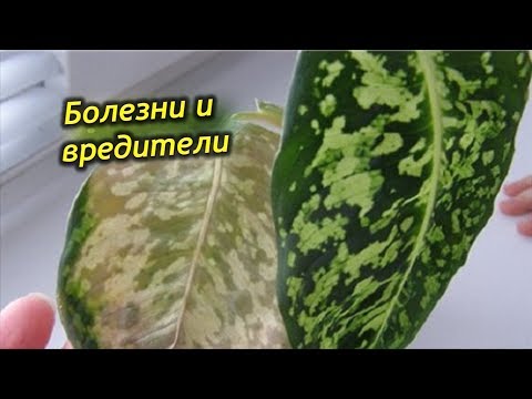 Видео: Спасаем Диффенбахию. Вредители и болезни на растении, как с ними бороться?