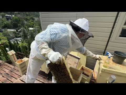 Видео: Переселение злой семьи в японский улей - move angry hive to Japanese hive