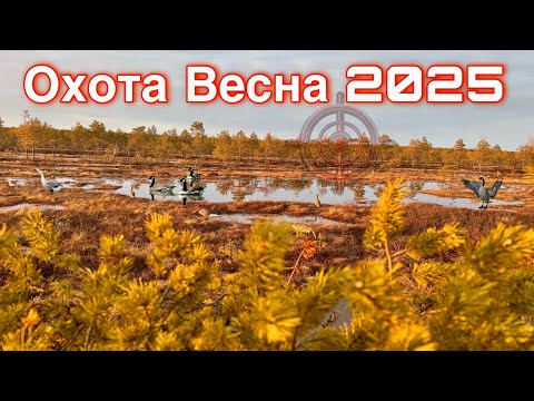 Видео: ОХОТА ВЕСНА 2025.#охота#2025 #гуси
