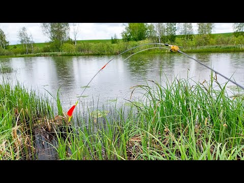 Видео: Мормышка НЕ УСПЕВАЕТ ОПУСТИТЬСЯ, а уже КЛЮЁТ! Рыбалка на боковой кивок в 2025