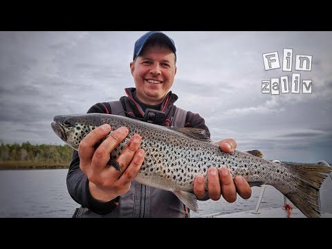 Видео: Ловля кумжи и хариуса  на Кольском полуострове